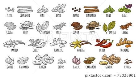 Set spices. Vintage vector engraved illustration isolated on white Set spices. Vintage vector engraved illustration isolated on white 75023901