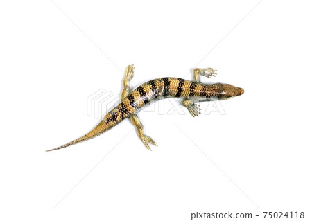 Sandfish white background Sandfish white background 75024118