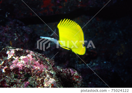 鉗魚水下 75024122