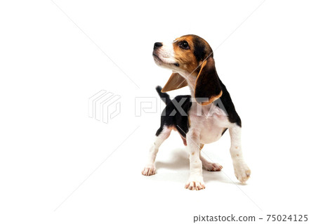 輕柔的小狗比格犬白色背景 照片素材 圖片 圖庫