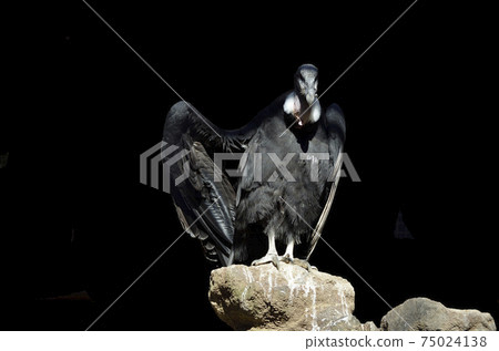 禿鷹黑色背景 75024138