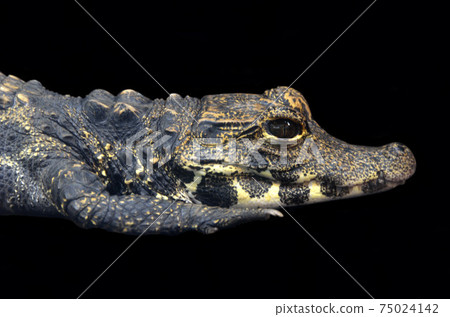 Dwarf crocodile up black background 75024142