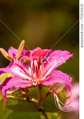 Flowers of sheepshoe trees blooming in a park in Naha City, Okinawa 75024419