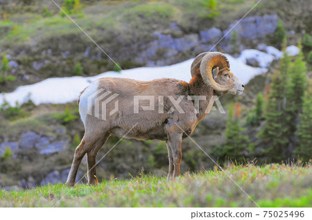 Goat in the mountain meadow. Alberta. Canada. Goat in the mountain meadow. Alberta. Canada. 75025496