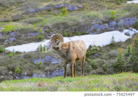 Goat in the mountain meadow. Alberta. Canada. 75025497