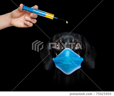 ill sick dog with illness and face mask , virus all over 75025950
