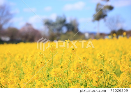 Rape blossoms 75026209
