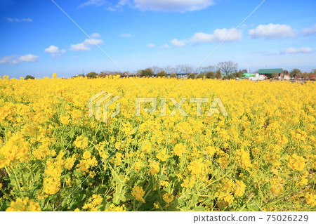 Rape blossoms Rape blossoms 75026229