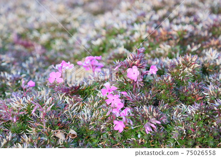 Shibazakura flowers Shibazakura flowers 75026558