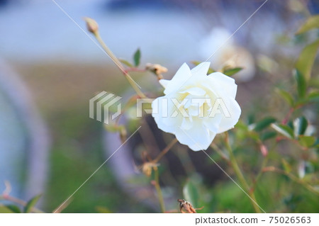 Rose flower Iceberg 75026563
