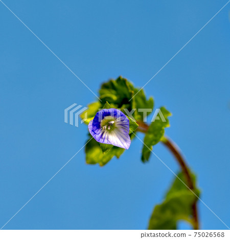 Macro of Persian speedwell collected in Sanda City, Hyogo Prefecture Macro of Persian speedwell collected in Sanda City, Hyogo Prefecture 75026568