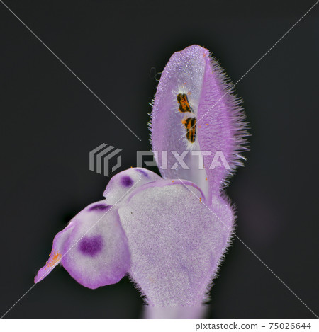 Macro photo of henbit deadnettle collected in Sanda City, Hyogo Prefecture 75026644