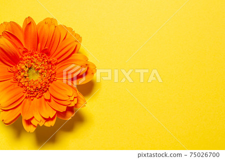 Orange gerbera flower yellow background material Orange gerbera flower yellow background material 75026700