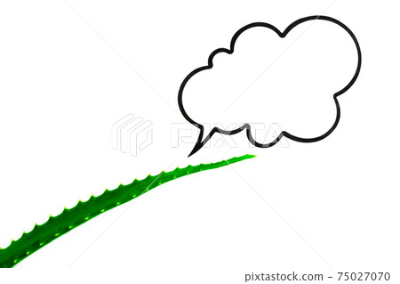 Natural cosmetics, juicy fresh green aloe leaf on white background with cloud for text, mockup, cosmetic care, medicinal plants, space for text, copy space 75027070
