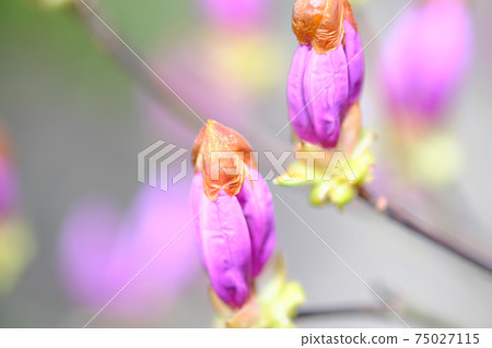 美麗的粉紅色杜鵑花芽 75027115