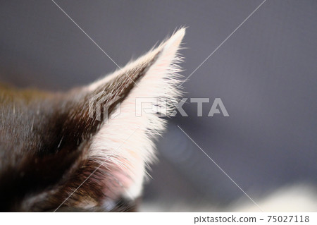 黑白圖案貓耳朵 黑白圖案貓耳朵 75027118