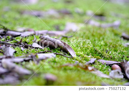 Beautiful landscape of moss, fallen leaves and acorns 75027132