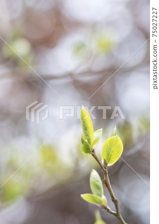 嫩嫩的葉子在閃光中感受春天的氣息 嫩嫩的葉子在閃光中感受春天的氣息 75027227