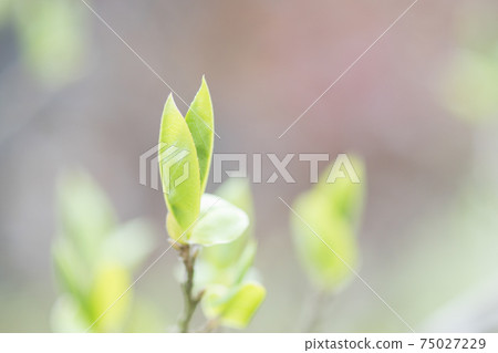 在簡單的背景上感受春天的氣息的幼葉 在簡單的背景上感受春天的氣息的幼葉 75027229