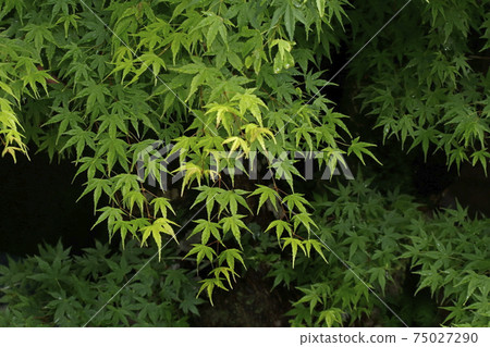 Fresh green 75027290