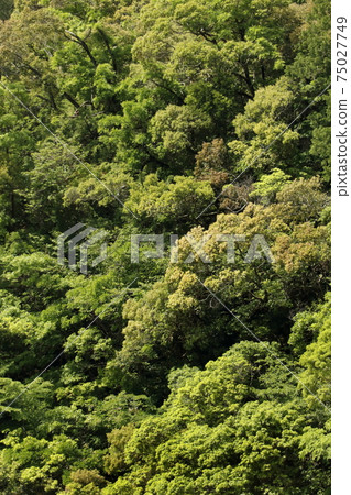 新鮮的綠色山 75027749