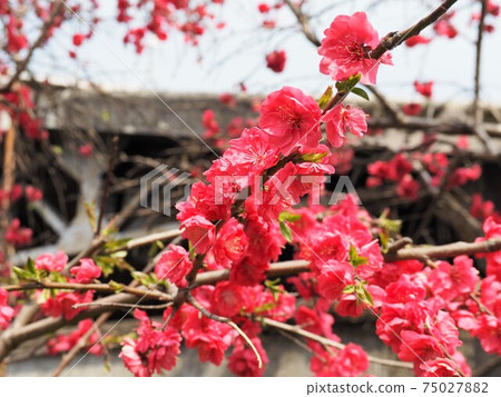 在早春的花園裡盛開的深粉色桃花 75027882