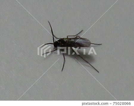 蟲子 漏洞 昆蟲 75028066