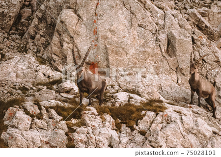 Ibex in the wild in the Alpstein region in Appenzell 75028101