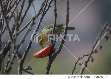 白眼餵養 白眼餵養 75028129