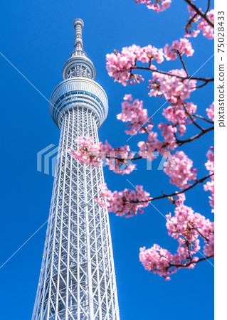 《東京》天空之樹和川津櫻・東京春天 《東京》天空之樹和川津櫻・東京春天 75028433