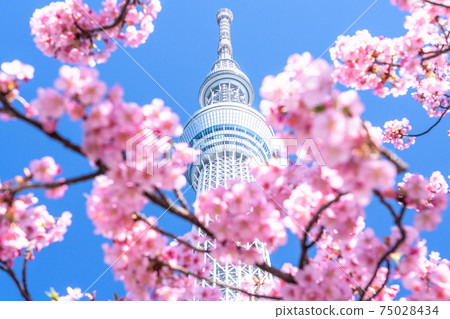 《Tokyo》 Sky Tree and Kawazu Sakura ・ Spring Tokyo 《Tokyo》 Sky Tree and Kawazu Sakura ・ Spring Tokyo 75028434