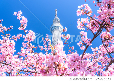 《東京》天空之樹和川津櫻・東京春天 《東京》天空之樹和川津櫻・東京春天 75028435