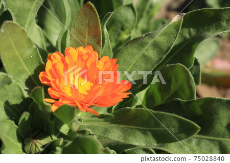 Calendula flower 75028840