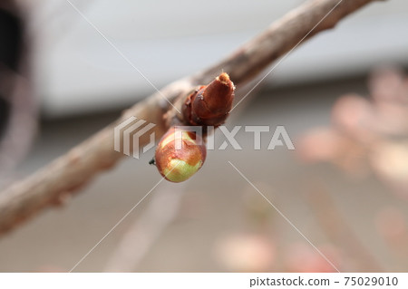 Kawazu cherry tree that sprouts in spring Kawazu cherry tree that sprouts in spring 75029010