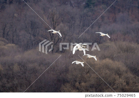 江原道Cheolwon郡Goni 江原道Cheolwon郡Goni 75029465