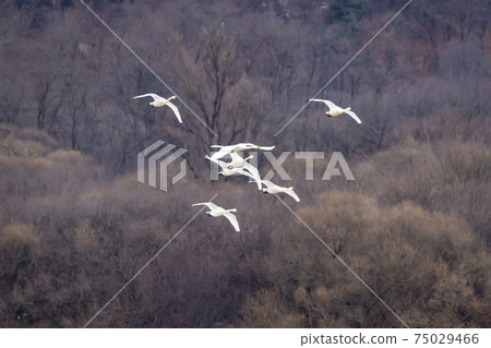 江原道Cheolwon郡Goni 江原道Cheolwon郡Goni 75029466