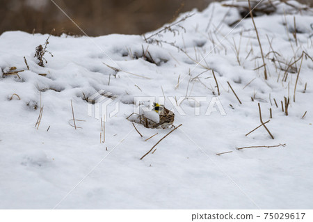 Yellow-jawed bunting, Cheolwon-gun, Gangwon-do Yellow-jawed bunting, Cheolwon-gun, Gangwon-do 75029617