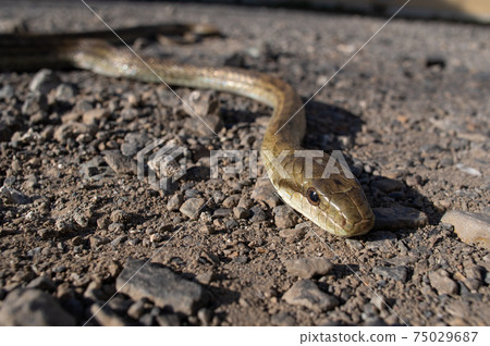 Close to snakes in vacant lots 75029687