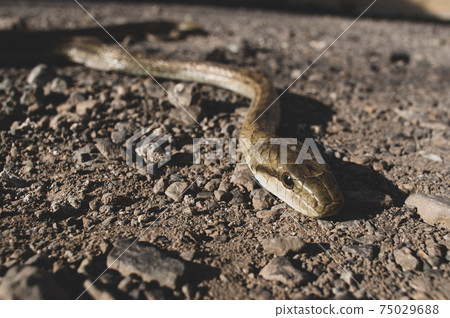 A snake-like film-like vacant lot A snake-like film-like vacant lot 75029688