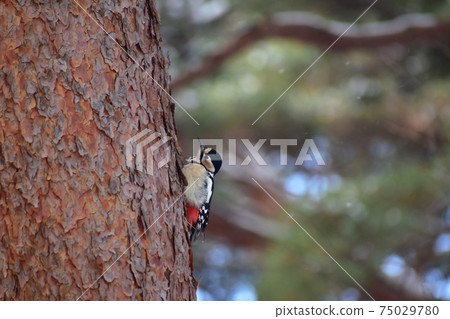 Great spotted woodpecker on a snowy day Great spotted woodpecker on a snowy day 75029780