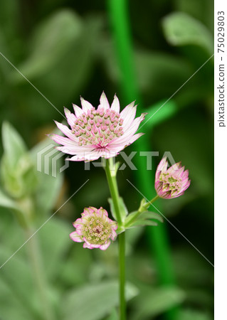 淺粉色astrantia 淺粉色astrantia 75029803