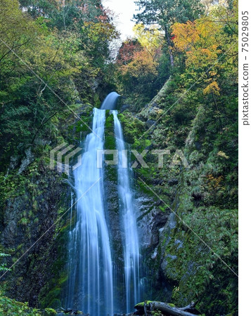 Dynamic scene of Mikaeri Falls surrounded by autumn leaves seen in Dakigaeri Valley in late autumn @ Akita 75029805