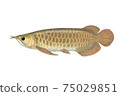 亞洲龍魚 75029851