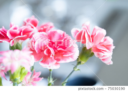 Close-up of pink carnation flowers 75030190