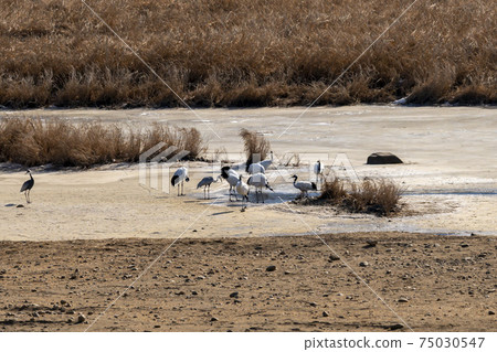 Crane, Cheolwon-gun, Gangwon-do 75030547