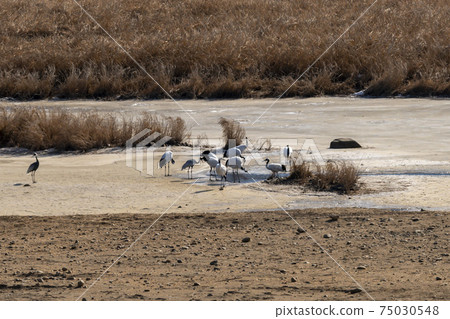 Crane, Cheolwon-gun, Gangwon-do 75030548