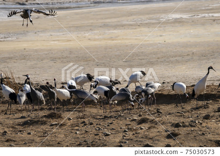 Crane, Cheolwon-gun, Gangwon-do 75030573