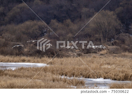 Crane, Cheolwon-gun, Gangwon-do 75030622