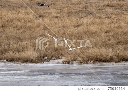 Crane, Cheolwon-gun, Gangwon-do 75030634