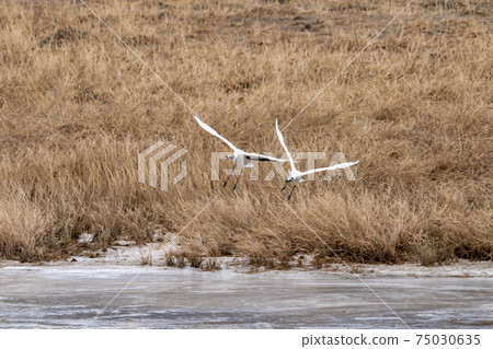 Crane, Cheolwon-gun, Gangwon-do 75030635